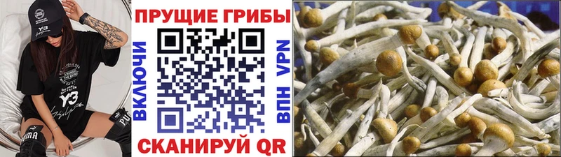 Галлюциногенные грибы Psilocybe  hydra маркетплейс  Ветлуга  где можно купить наркотик 